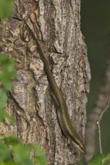 Trachylepis planifrons