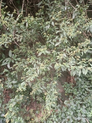 Varronia polycephala