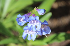 Penstemon glaber alpinus