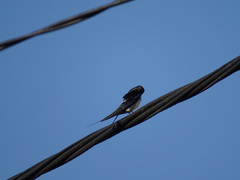Hirundo rustica