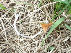Conocybe deliquescens