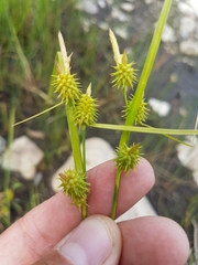Carex cryptolepis