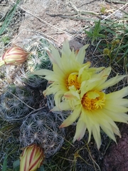 Coryphantha radians