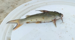 Plicofollis dussumieri