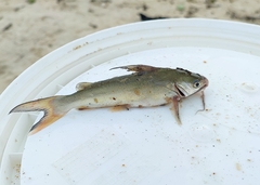 Plicofollis dussumieri