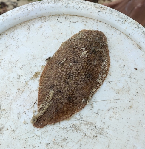 Brachirus orientalis observed 2022-07-17