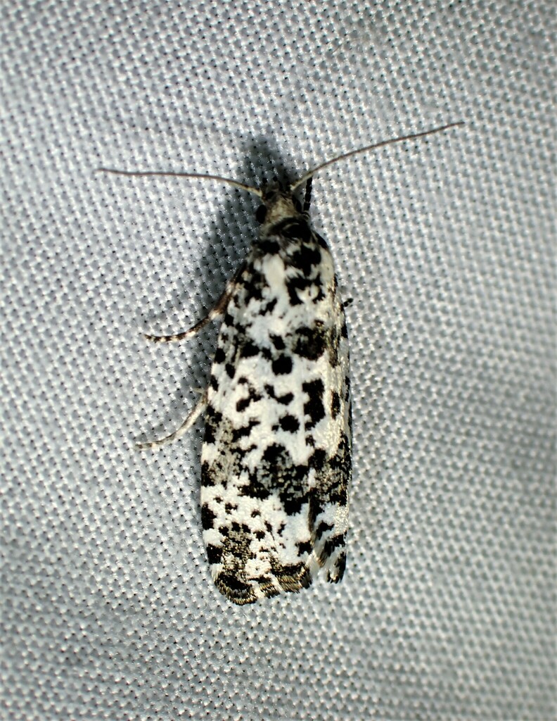 Retinia burkeana
