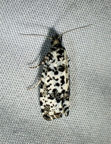 Retinia burkeana