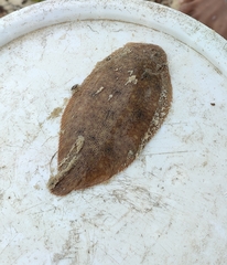 Brachirus orientalis