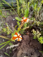 Jamesbrittenia albomarginata