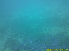 Acanthurus coeruleus