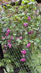 Magnoliopsida