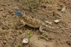 Agama mossambica
