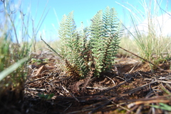 Cheilanthes hirta