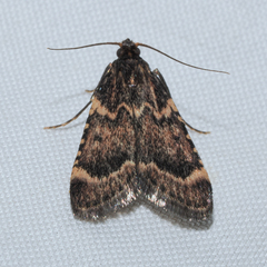 Hypsopygia phoezalis