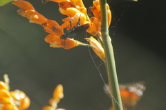 Euglossini