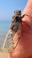 Cicada barbara
