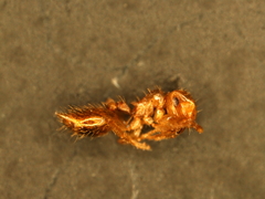 Crematogaster punctulata