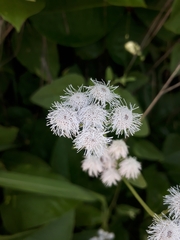Ageratum corymbosum