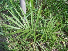 Zamia loddigesii