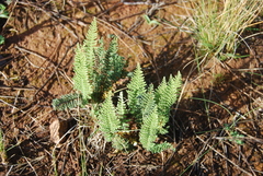 Cheilanthes hirta