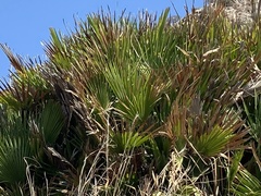 Chamaerops humilis