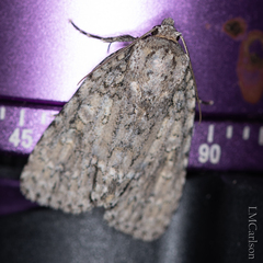Acronicta immodica