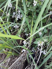 Ageratum corymbosum