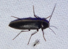 Enchodes sericea