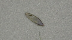 Halosaccion glandiforme