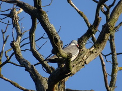 Columba palumbus
