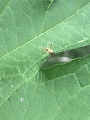 Chrysopilus modestus