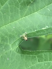 Chrysopilus modestus