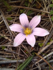 Romulea minutiflora