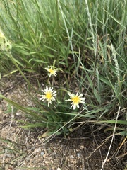 Nothocalais cuspidata