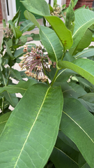 Asclepias syriaca