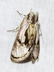 Chrysanympha