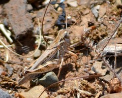 Melanoplus devastator