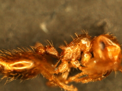 Crematogaster punctulata