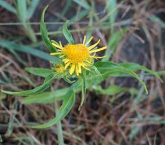 Pentanema salicinum