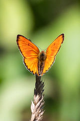 Lycaena virgaureae
