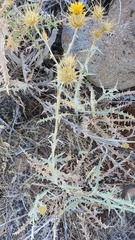 Centaurea onopordifolia