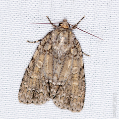 Acronicta immodica