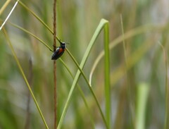 Eupompha elegans elegans