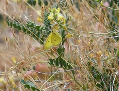 Colias harfordii