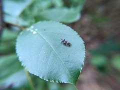 Melanoliarus placitus
