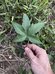 Ipomoea heptaphylla