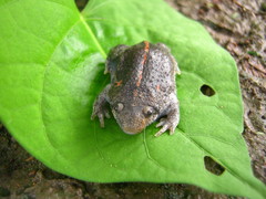 Rhinophrynus dorsalis