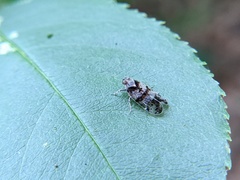 Melanoliarus placitus