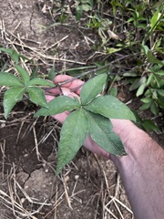 Ipomoea heptaphylla